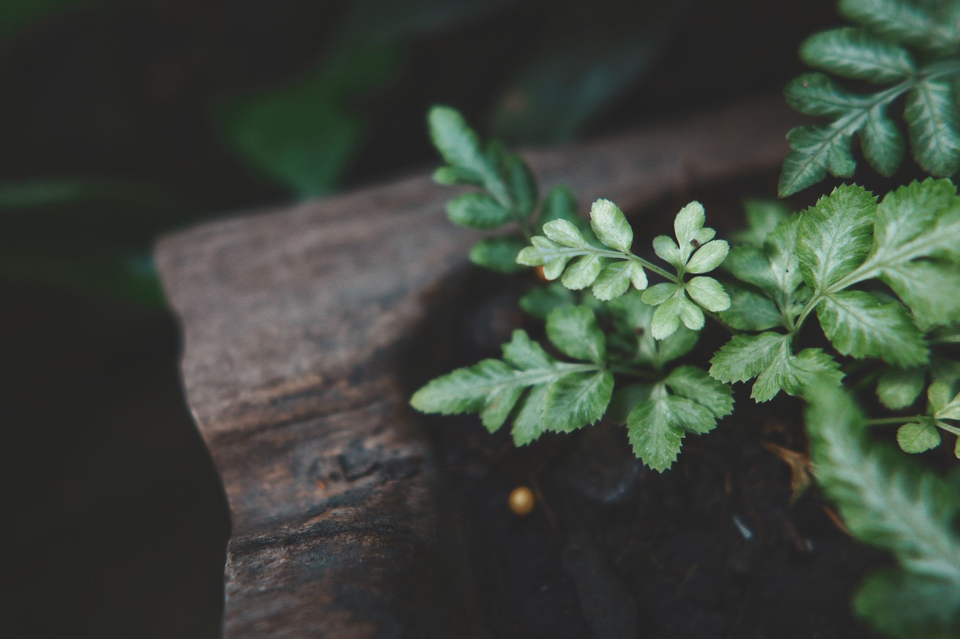 Comment planter autour de la fosse ?