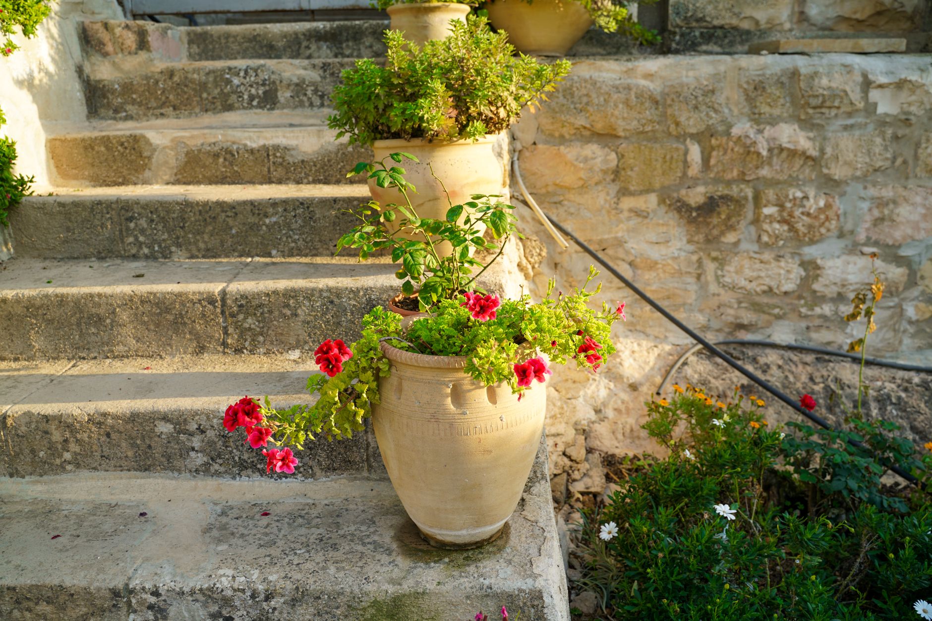 découvrez nos conseils pratiques pour bien planter autour de la fosse. apprenez à choisir les plantes adaptées, à préparer le sol et à créer un environnement harmonieux et esthétique tout en respectant les besoins de votre fosse.