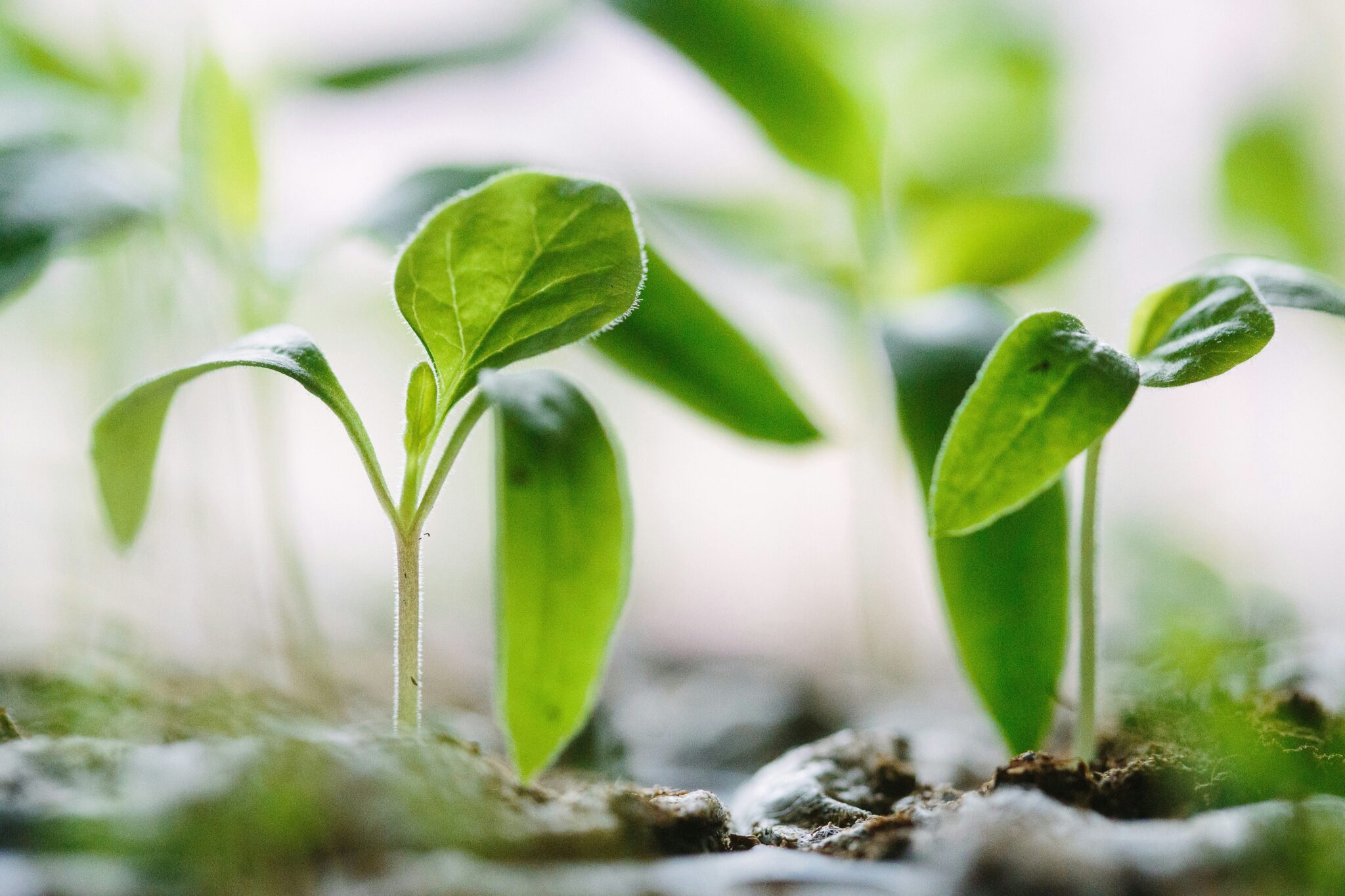 Quelles plantes favorisent l'absorption des nutriments autour d'une fosse septique ?