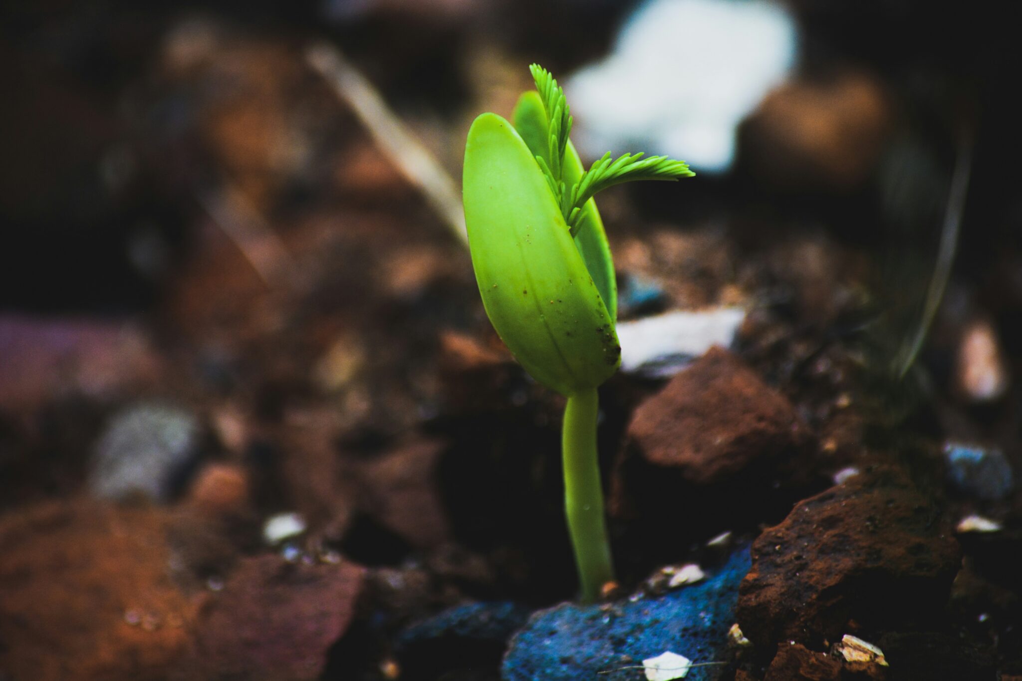 découvrez les meilleures plantes pour améliorer l'absorption des nutriments autour d'une fosse septique. apprenez à choisir les espèces adaptées qui favorisent la santé de votre sol tout en préservant l'écosystème environnant.