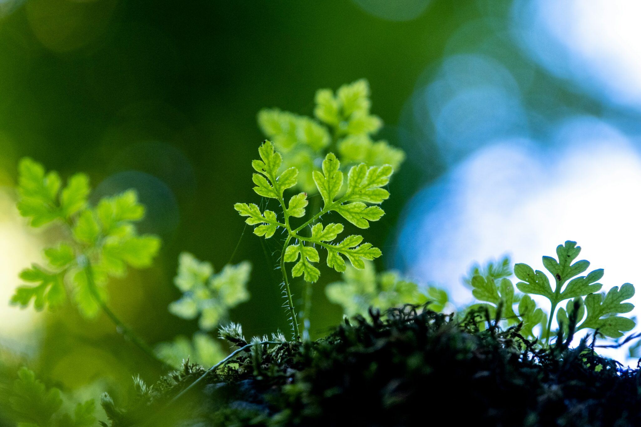 découvrez quelles plantes peuvent améliorer l'absorption des nutriments autour de votre fosse septique. ce guide vous présente des options efficaces et naturelles pour optimiser la biodiversité et la santé de votre sol tout en respectant l'écosystème.